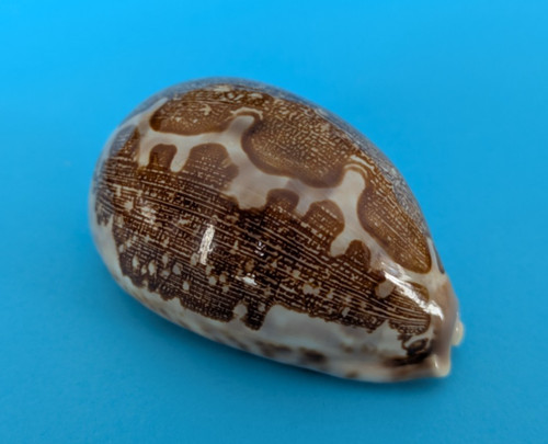 Cypraea mappa viridis