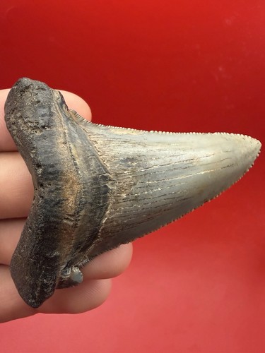 Megalodon ancestor - ancestor,