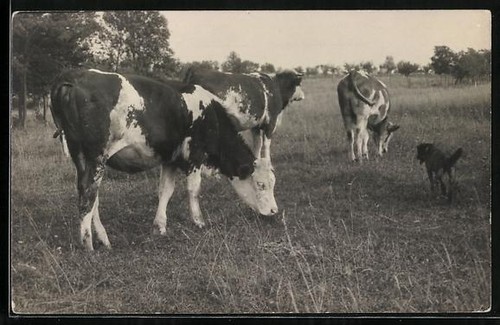 Bovins chiens chapeau - bovins,