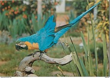 Animaux - Oiseaux - Perroquet - Ara Ararauna - Brésil - CPM - Voir Scans Recto-V