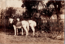 Farm Horses, Vintage Print, ca.1880 Vintage Print Vintage Print 