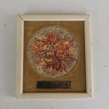 tableau, herbier, algues, signé fleurs de mer, M Leb, artisanat d'art, années 70