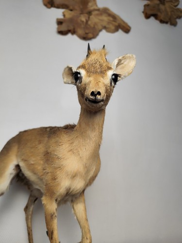 Antilope dik naturalisée - antilope,