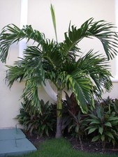 PALMIER ARCHONTOPHOENIX