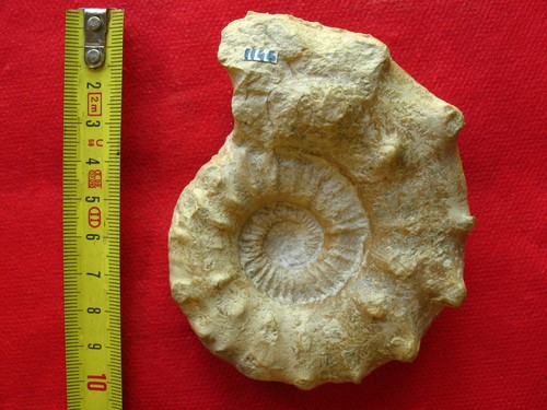 Ammonite callovien - du,
