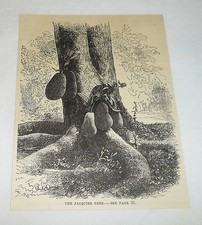 1877 magazine engraving ~ THE JACQUIER TREE