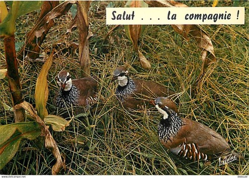 Carte postale animaux - postale,