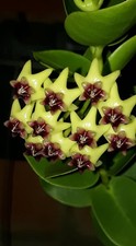 Hoya Cummingiana Porcelain Flower Honey Plant Wax Vine Flor de Cera Indoor Plant