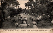 CPA - Descente des Moutons des