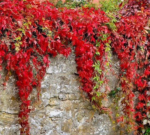 Parthenocissus quinquefolia