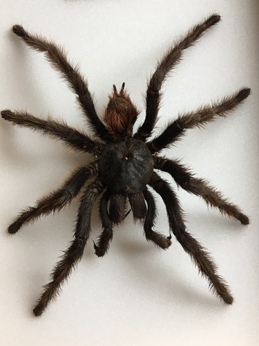 Araignée mygale brésil - mygale, du