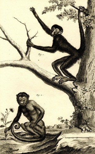 Gravure originale singe - gravure,
