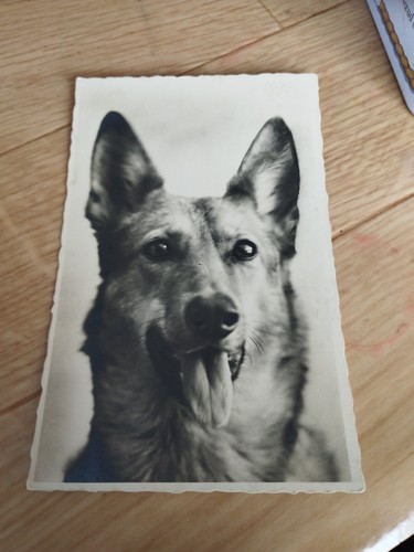 Animals dog dogs german - dog.,