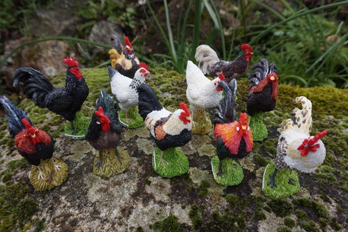 Na0799 lot poules - na0799,
