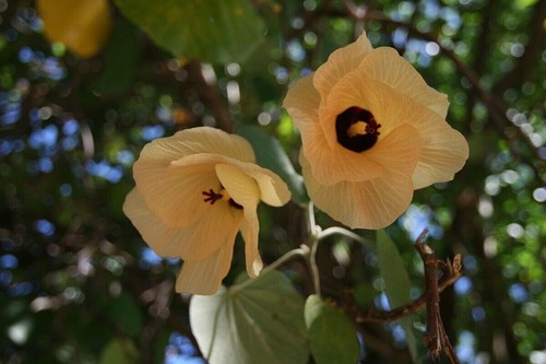 Sea hibiscus coast - sea,