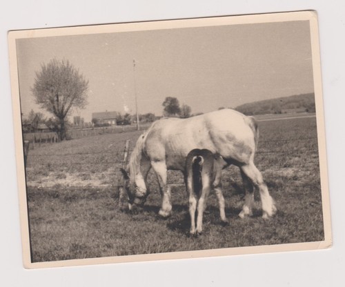 Photo ancienne jument - photo,