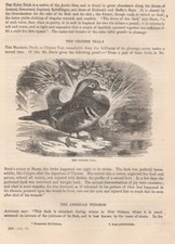 Mandarinente Aix Galericulata