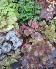 ♫ HEUCHERE 'Variétés