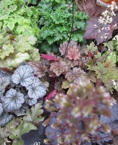 Heuchere variétés - ♫, 'variétés