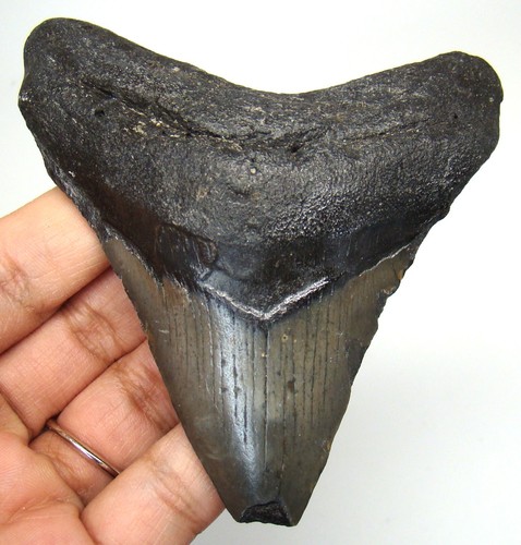 Megalodon shark tooth real - tooth,