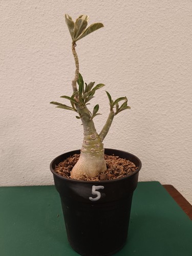 Adenium obesum greffé rose - greffé,,