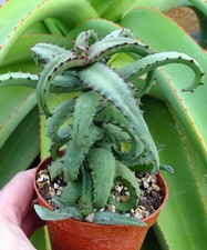 ALOE CASTILLONIAE cactus