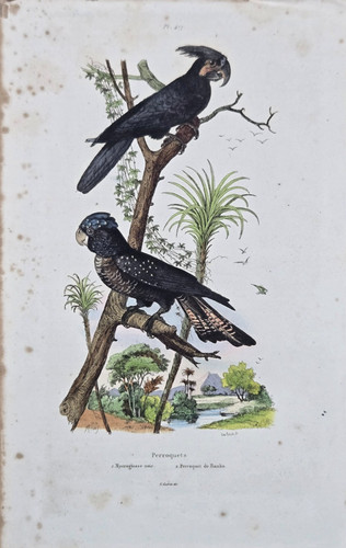 Gravure aquarellée xixe - aquarellée,