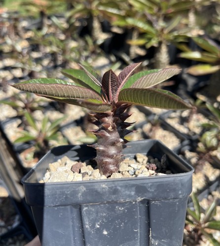 Pachypodium baronii rare - baronii,