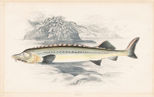 Hausen beluga esturgeon - hausen,