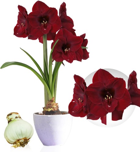 Bulbes amaryllis benfica - bulbes,
