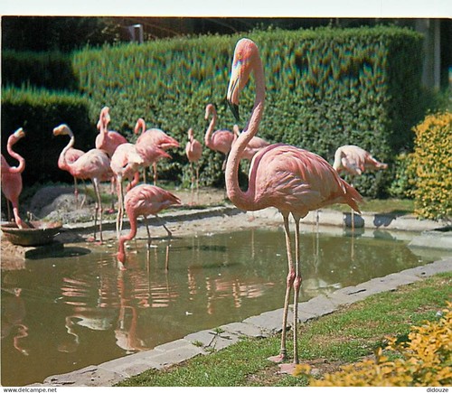 Carte postale oiseaux - oiseaux,
