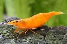 Lot de 10 Crevettes Neocaridina Orange Sunkist Aquarium poissons plantes 