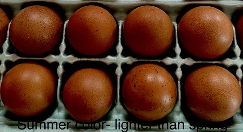 Purebred french black - purebred,