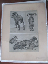 Mathurin Méheut Planche