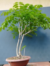 Bonsaï glycine 70 x 1 cm en
