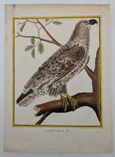 Gravure originale – rapace