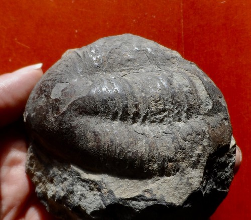 Trilobite ordovicien massif - du,
