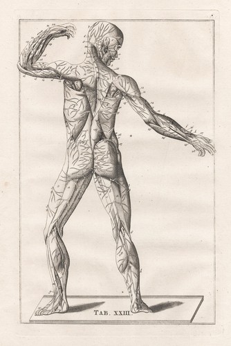 Muscles squelette humain - humain,