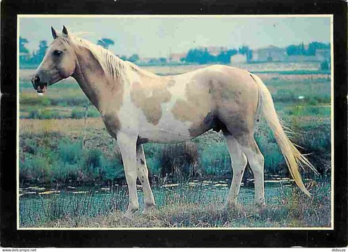 Carte postale animaux - carte,