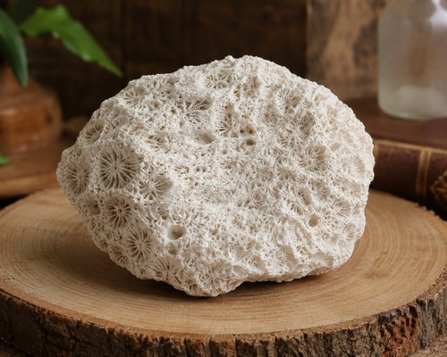 Corail fossile naturel - naturel, blanc