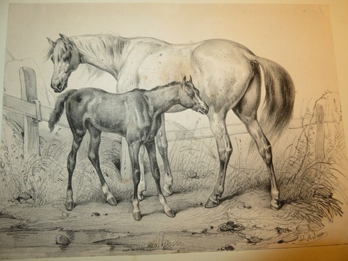 Victor adam rare - (1801-1866),
