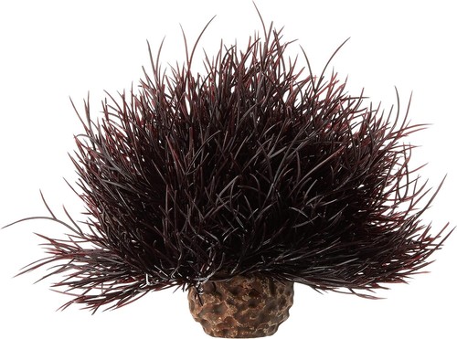 Oase biorb plant crimson - biorb,