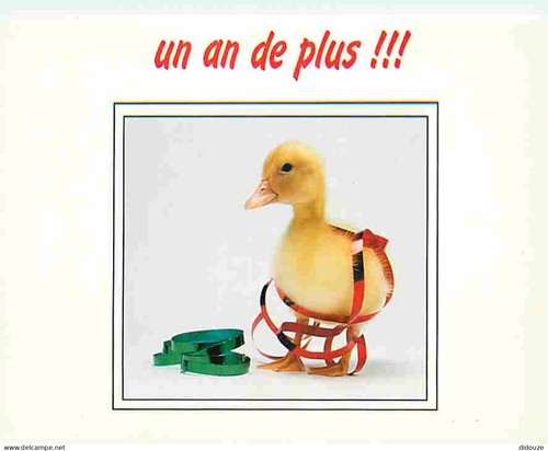 Carte postale animaux - carte,