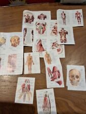 Lot Images of Schoolboy Reward School Documentation 23 Images The Human Body