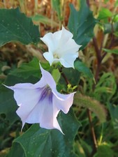 White & Purple throat Flower Datura / Brugmansia- Devil's Trumpet Seeds (20) mix