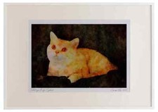 458027 British Shorthair, Red