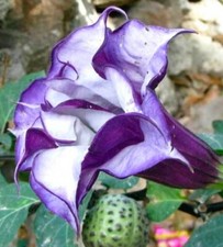 6 graines de DATURA METEL
