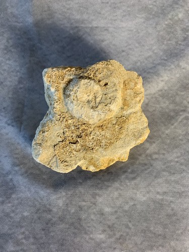 Fossile ammonite sur - ammonite,