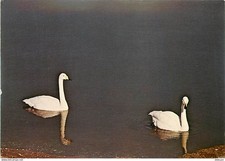 Animaux - Oiseaux - Cygnes - Knokke - Zoute - Réserve Ornithologique du Zwin - C