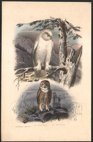 1853 gravure aquarellée - 1853,